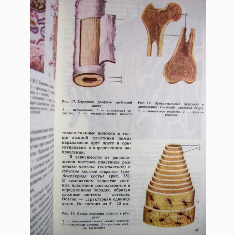 Фото 16. Анатомия человека Сапин Билич 1989 Строение Системы органов Учебник биологических высших