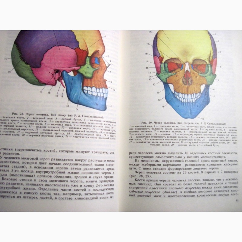 Фото 17. Анатомия человека Сапин Билич 1989 Строение Системы органов Учебник биологических высших