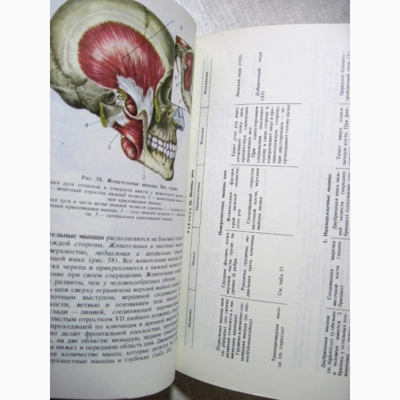 Фото 4. Анатомия человека Сапин Билич 1989 Строение Системы органов Учебник биологических высших