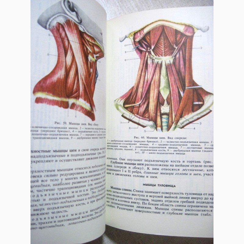 Фото 5. Анатомия человека Сапин Билич 1989 Строение Системы органов Учебник биологических высших