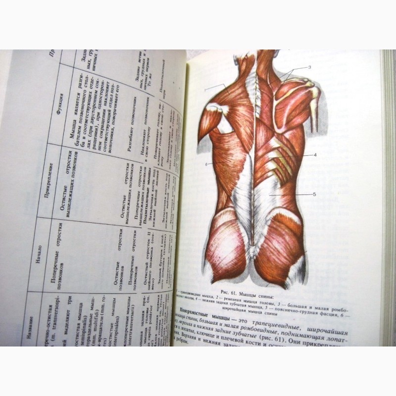 Фото 6. Анатомия человека Сапин Билич 1989 Строение Системы органов Учебник биологических высших