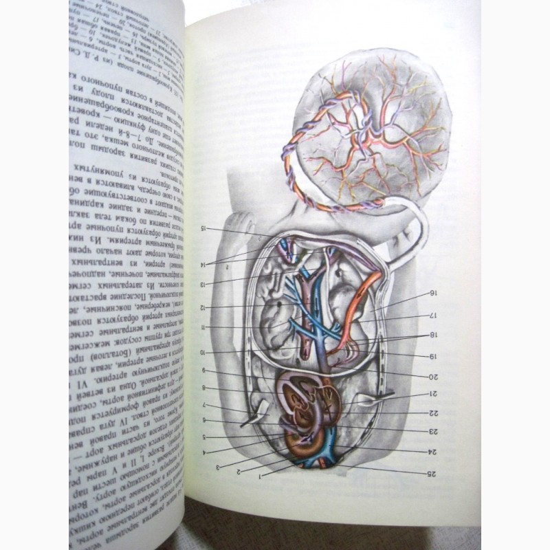 Фото 7. Анатомия человека Сапин Билич 1989 Строение Системы органов Учебник биологических высших