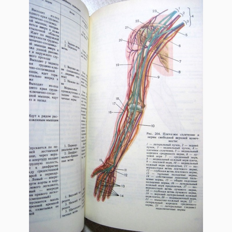 Фото 9. Анатомия человека Сапин Билич 1989 Строение Системы органов Учебник биологических высших