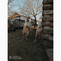 Продам козенят від 6л кіз