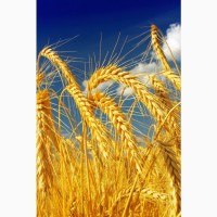 КУПЛЮ пшеницу 3 класс