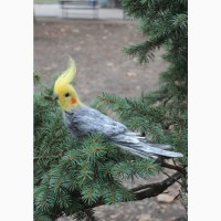 Валяная игрушка хендмэйд попугай корелла с шерсти интерьерная сувенир подарок папуга