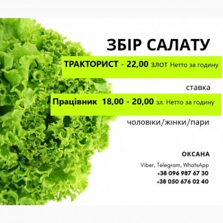 Господарство з вирощування та збору салату Польща