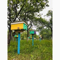 Бджоломатки Карпатка 2024р. Бджоломатка Пчеломатка В наявності