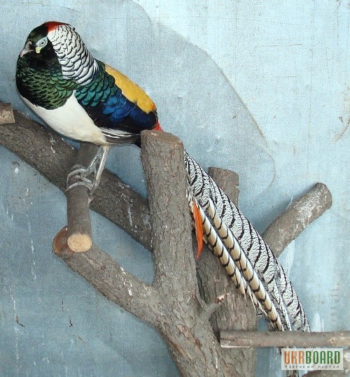 Фото 2/3. Продажа декоративных птиц