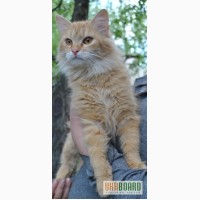 Рыжая кошка Голди – метис перса и ангоры! 8 мес.!