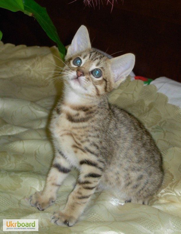Фото 3. Котята породы ОЦИКЕТ (ocicat)