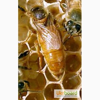 Пчеломатки-Бджоломатки італійська порода