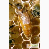 Пчеломатки-Бджоломатки італійська порода