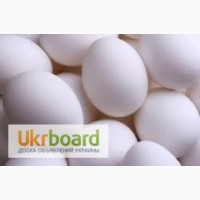 Продаем инкубацыонные яйца бройлеров КОБ-500