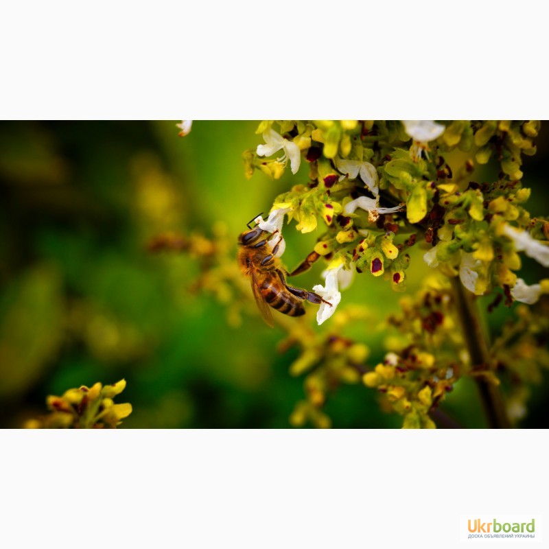 Фото 10. Пчелосемьи, пчелопакеты, продукты пчеловодства
