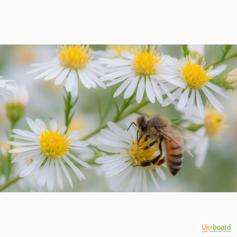 Фото 11. Пчелосемьи, пчелопакеты, продукты пчеловодства