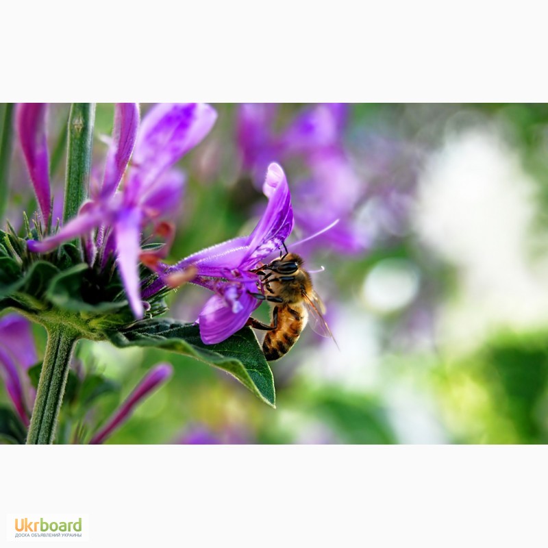 Фото 12. Пчелосемьи, пчелопакеты, продукты пчеловодства