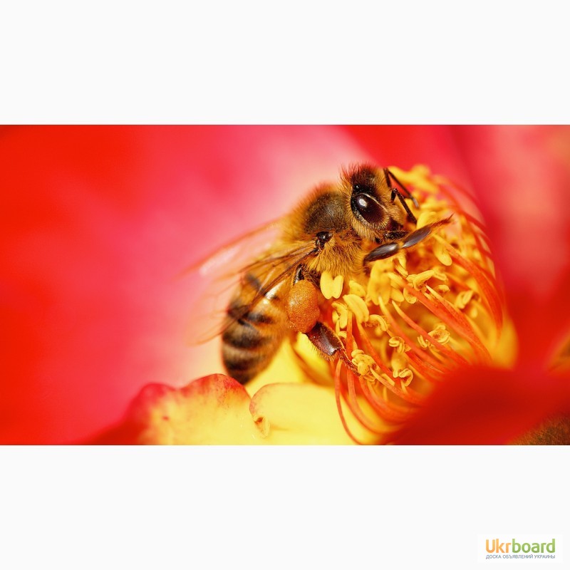 Фото 13. Пчелосемьи, пчелопакеты, продукты пчеловодства