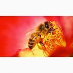 Пчелосемьи, пчелопакеты, продукты пчеловодства