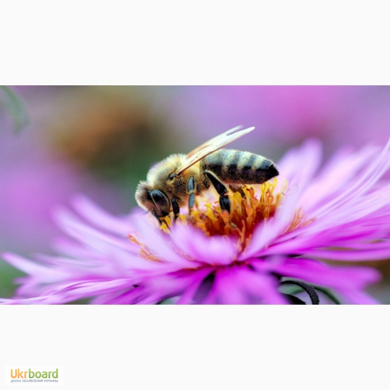 Фото 3. Пчелосемьи, пчелопакеты, продукты пчеловодства