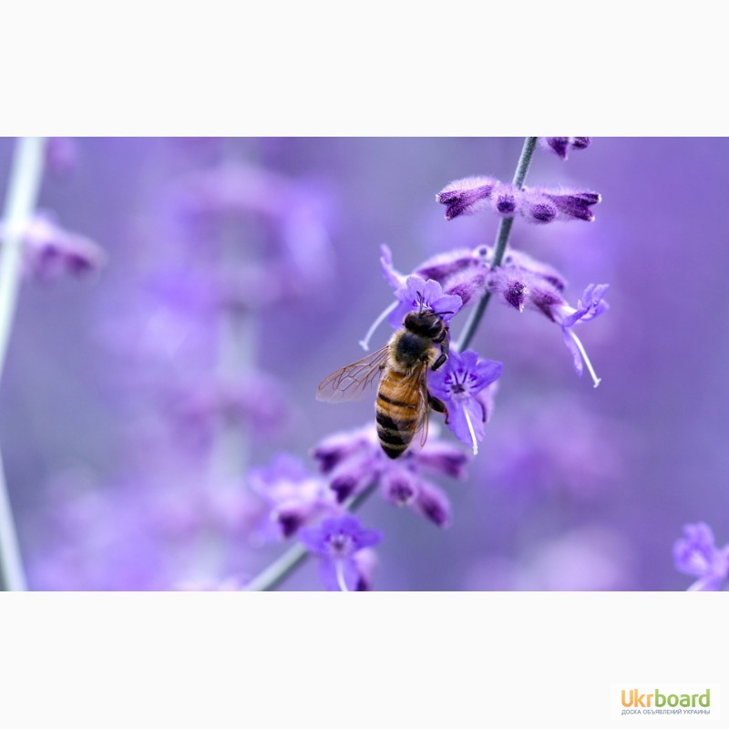 Фото 4. Пчелосемьи, пчелопакеты, продукты пчеловодства