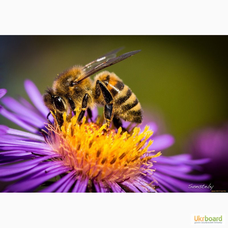 Фото 6. Пчелосемьи, пчелопакеты, продукты пчеловодства