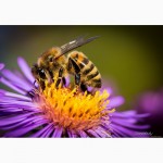 Пчелосемьи, пчелопакеты, продукты пчеловодства