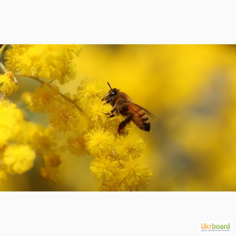 Фото 7. Пчелосемьи, пчелопакеты, продукты пчеловодства