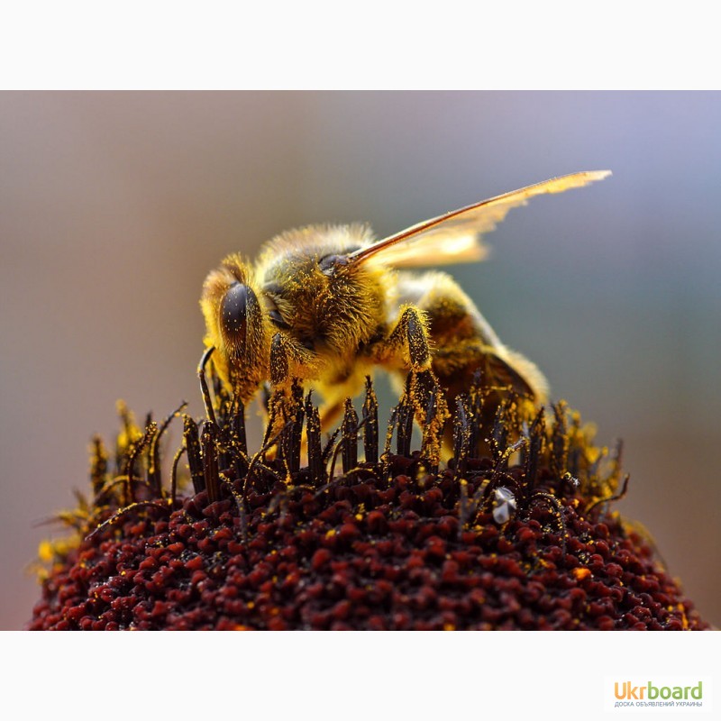 Фото 8. Пчелосемьи, пчелопакеты, продукты пчеловодства