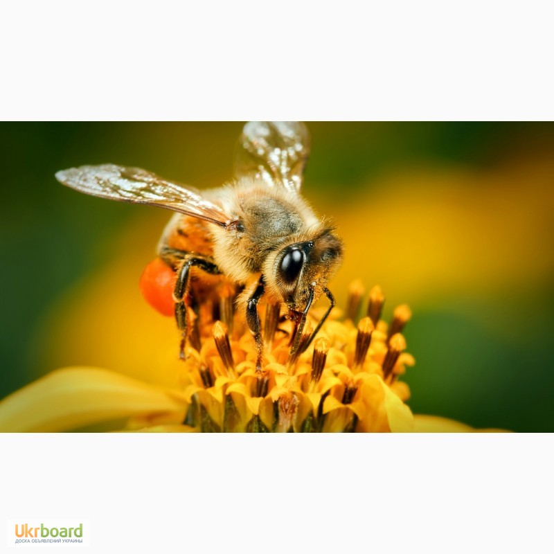 Фото 9. Пчелосемьи, пчелопакеты, продукты пчеловодства
