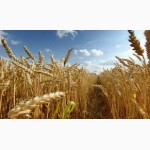 Купуємо фуражне зерно пшениці, кукурудзи