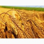 Купуємо фуражне зерно пшениці, кукурудзи