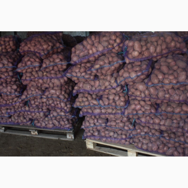 Фото 4. Продам картоплю з власного поля