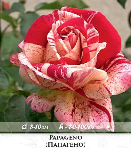 Фото 10. Розы - огромный выбор - саженцы: флорибунда