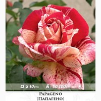 Розы - огромный выбор - саженцы: флорибунда