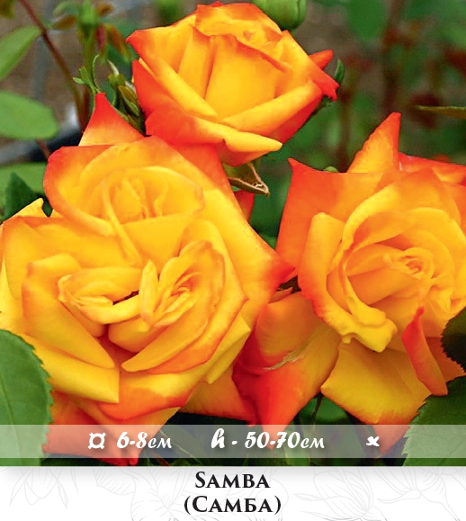 Фото 11. Розы - огромный выбор - саженцы: флорибунда