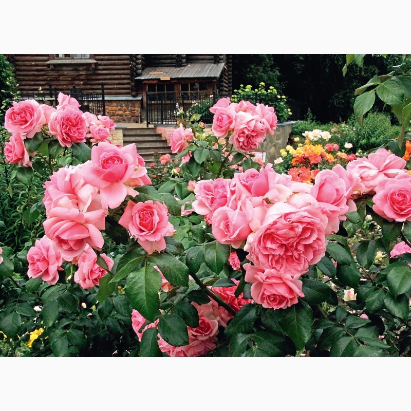 Фото 12. Розы - огромный выбор - саженцы: флорибунда