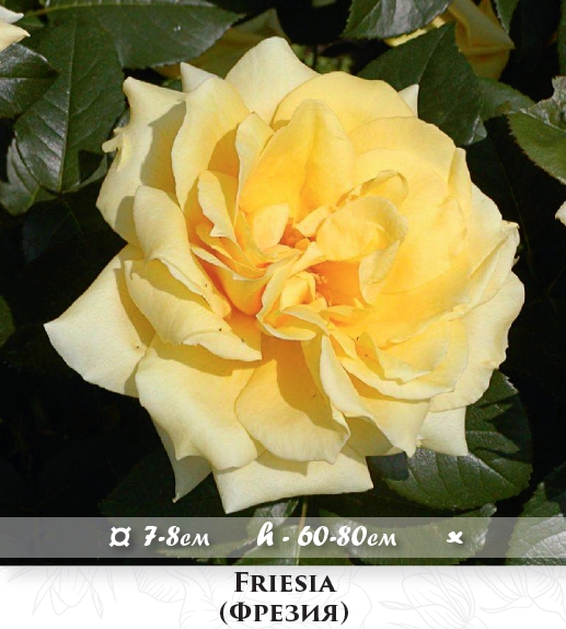 Фото 13. Розы - огромный выбор - саженцы: флорибунда