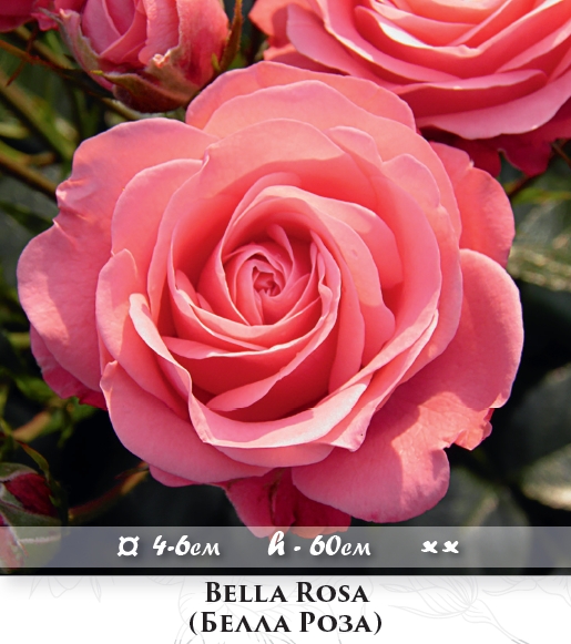 Фото 2. Розы - огромный выбор - саженцы: флорибунда