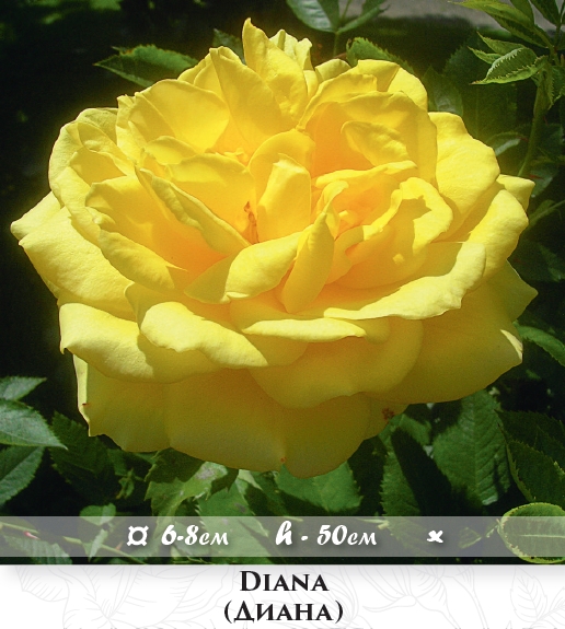 Фото 4. Розы - огромный выбор - саженцы: флорибунда