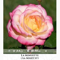 Розы - огромный выбор - саженцы: флорибунда