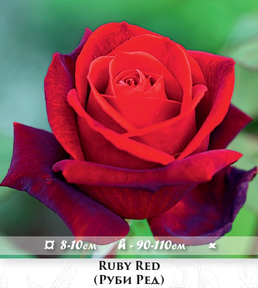 Фото 9. Розы - огромный выбор - саженцы: флорибунда