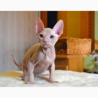 Шикарный котенок донского сфинкса