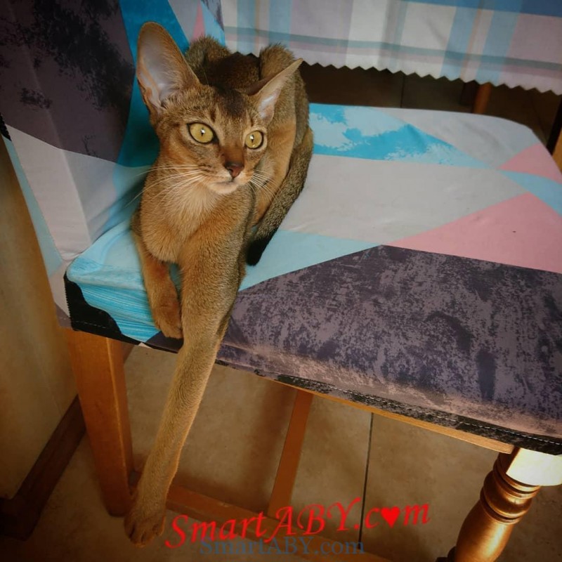 Фото 4. Абиссинский котенок из питомника SmartABY (Киев)
