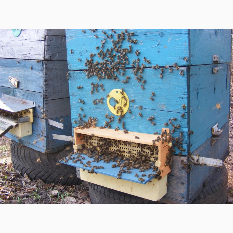 Продам бджолопакети в кількості 40 шт.Матки - Карніка F1, Карпатка.Рамка корпусна