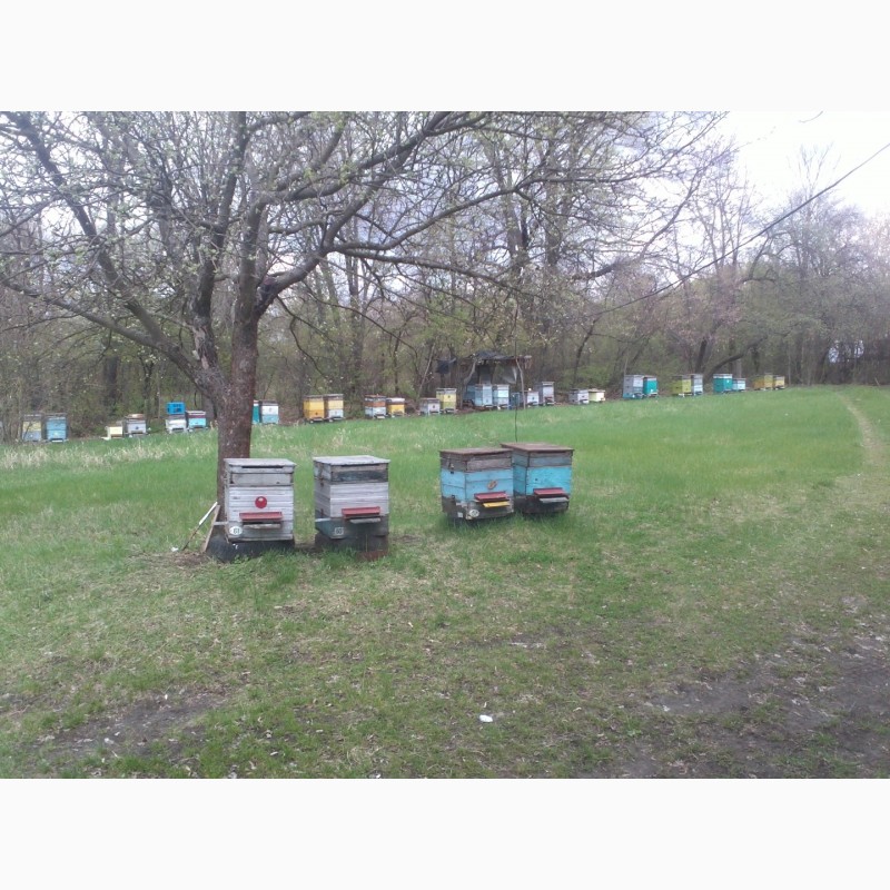 Фото 2. Продам бджолопакети в кількості 40 шт.Матки - Карніка F1, Карпатка.Рамка корпусна