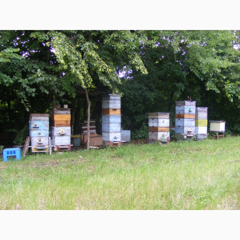 Фото 3. Продам бджолопакети в кількості 40 шт.Матки - Карніка F1, Карпатка.Рамка корпусна
