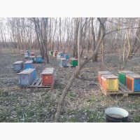 Бджолопакети 180шт
