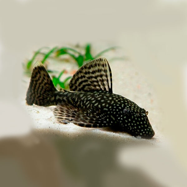 Фото 2. Аквариумные рыбки