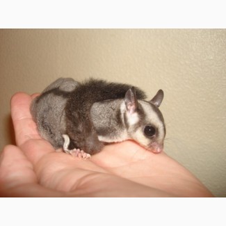Lovely And Friendly Sugar Gliders for Sale